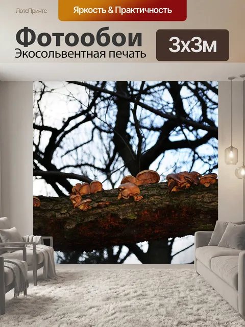 Фотообои кронштейн грибок