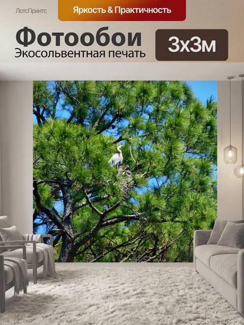 Фотообои Гнездование белой цапли