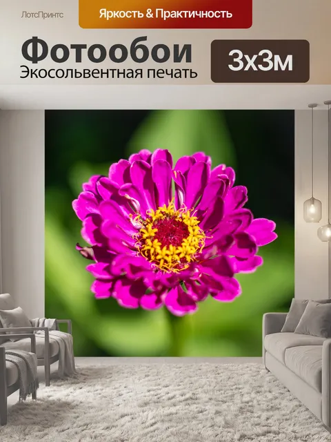 Фотообои Цинния цветок