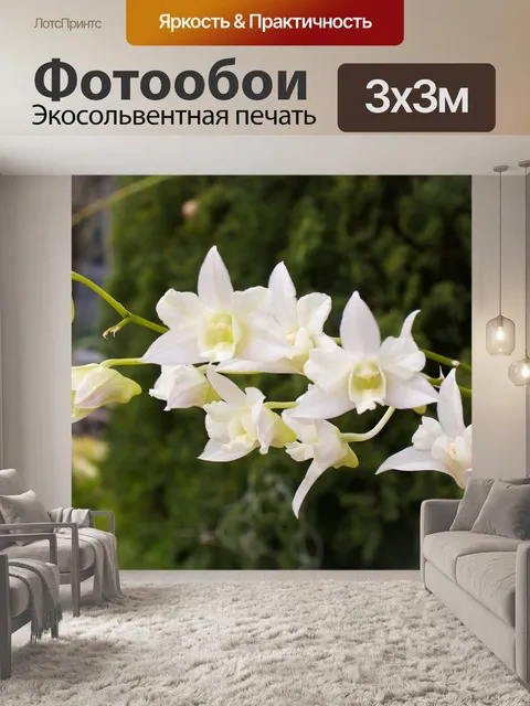 Фотообои Орхидея