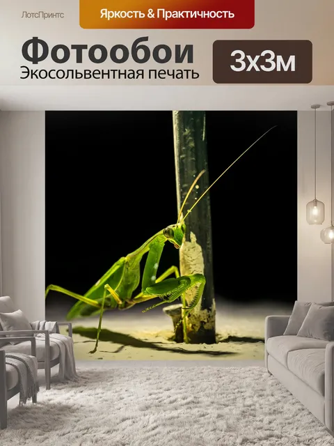Фотообои Sphodromantis viridis
