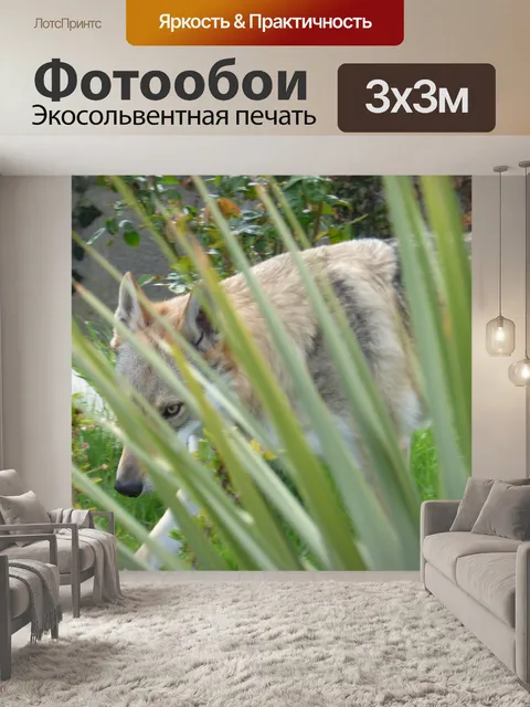 Фотообои Волк в дикой природе