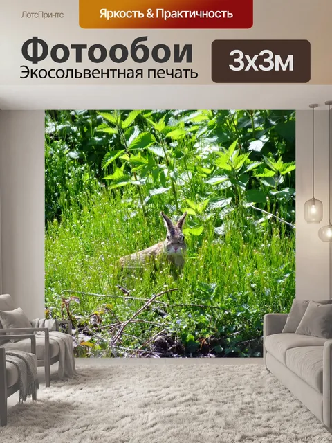 Фотообои Кролик
