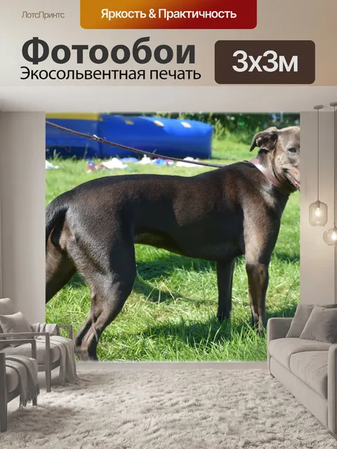 Фотообои Дворняжка