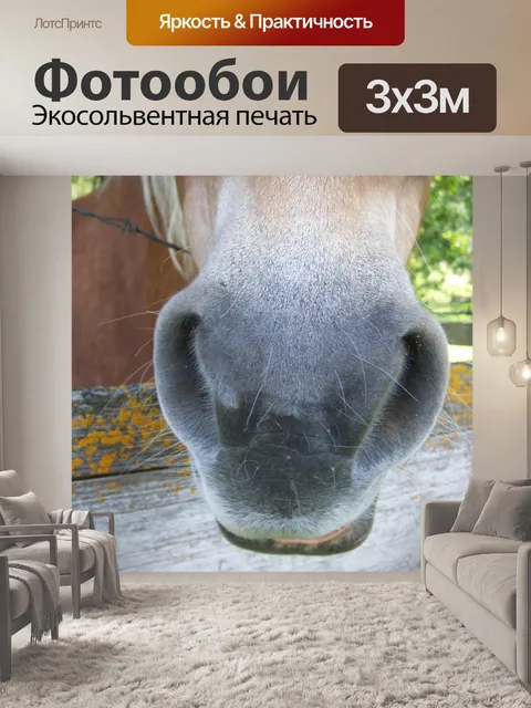 Фотообои Морда лошади