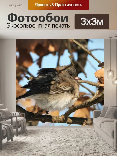 Фотообои Черноглазая Юнко в дереве