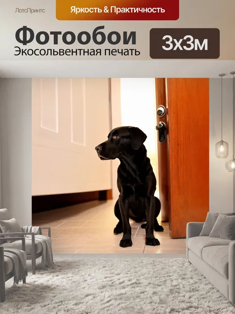 Фотообои лабрадор, ждущий своего хозяина у двери, выражение ожидания, домашняя атмосфера