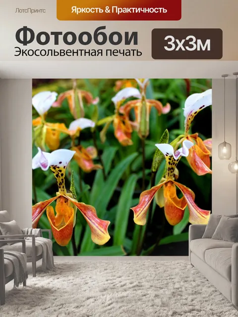 Фотообои Леди тапочка Орхидея Интанон Националь