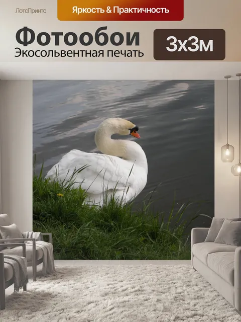 Фотообои Лебедь