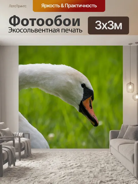 Фотообои Лебедь, крупная водоплавающая птица