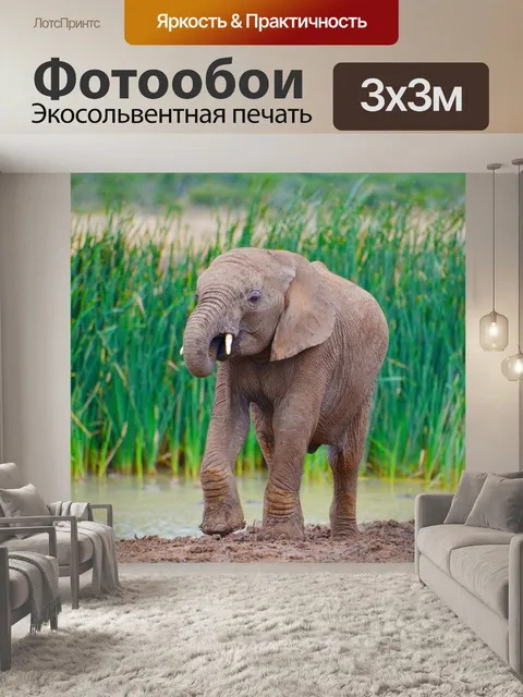 Фотообои Слон