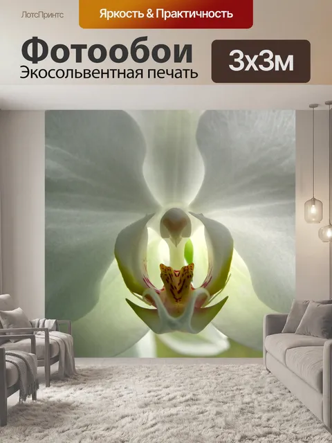Фотообои Белая орхидея