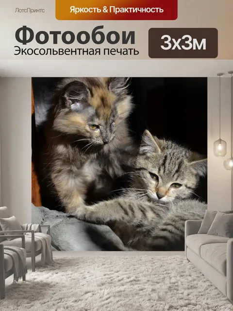 Фотообои Кот