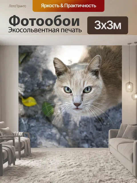 Фотообои Кот