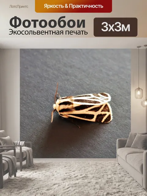 Фотообои Запряженная тигровая бабочка крупным пла