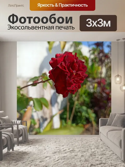 Фотообои Роза