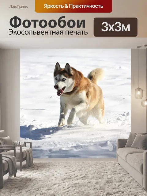 Фотообои Сибирский хаски играет в снегу