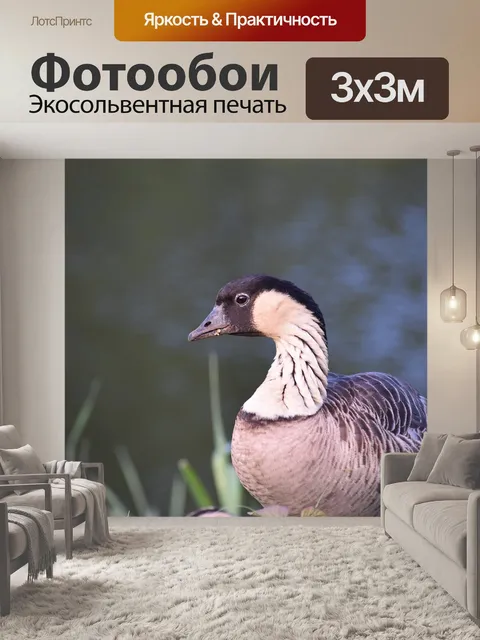 Фотообои Гусь