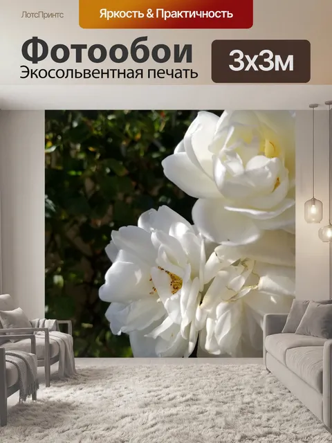 Фотообои белая роза