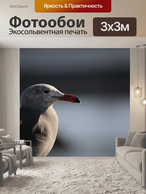 Фотообои Чайка профиля