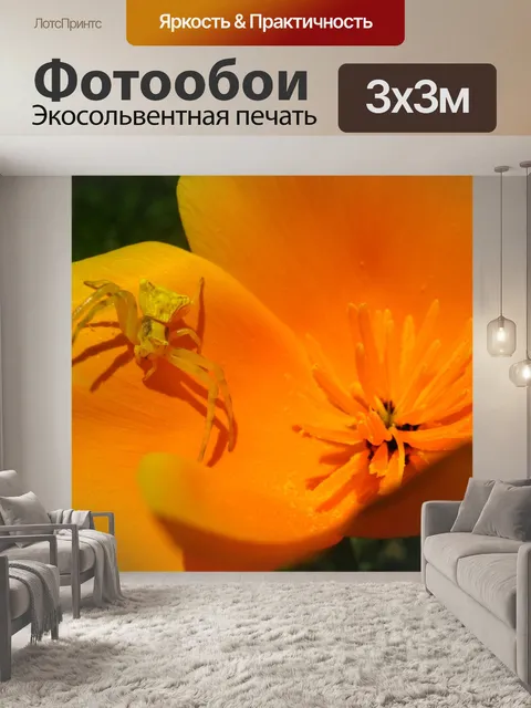 Фотообои Паук