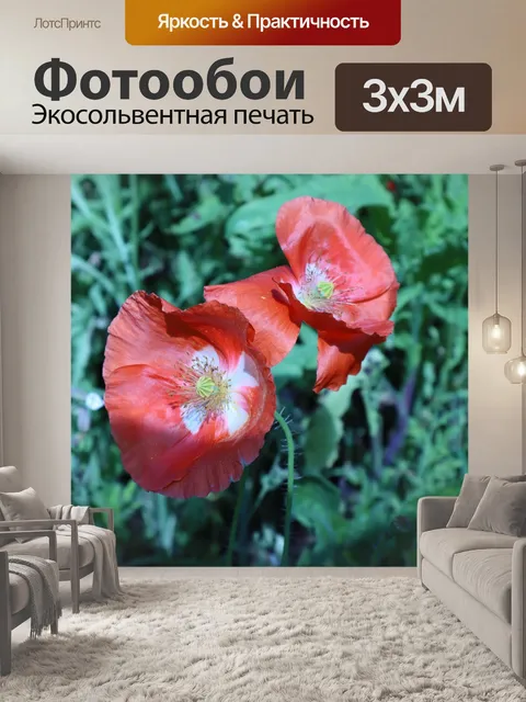 Фотообои Красный мак