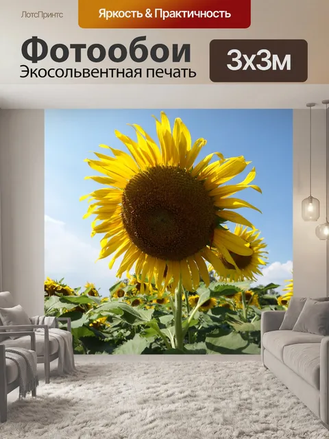 Фотообои Одноместный подсолнечника голубое небо