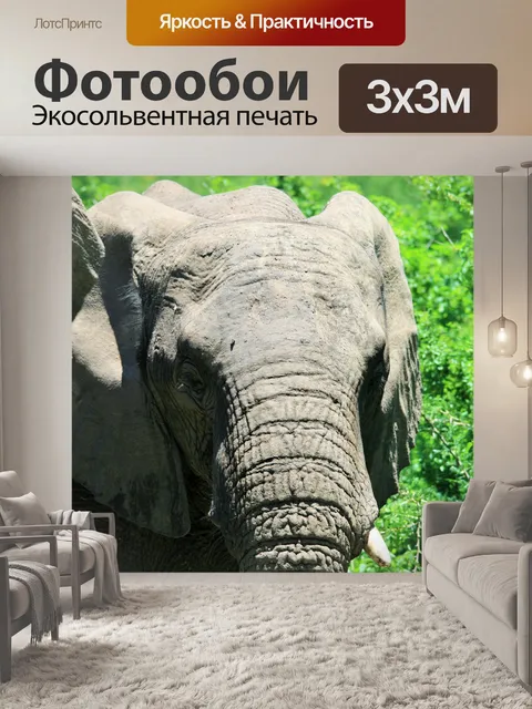 Фотообои Крупным планом африканский слон
