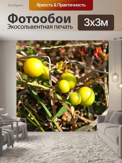 Фотообои Вересковый вереск