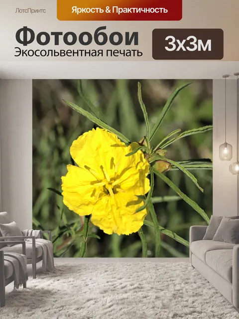 Фотообои Желтый Примроуз Уайлдфлауэр крупным план