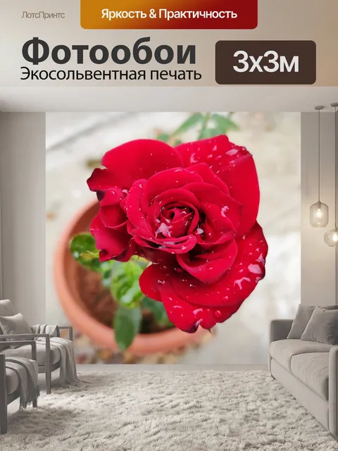Фотообои Красная роза