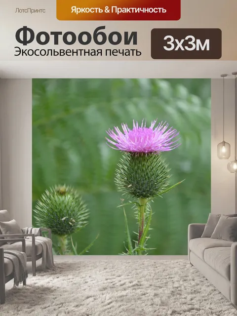 Фотообои Кнопки цветок чертополоха