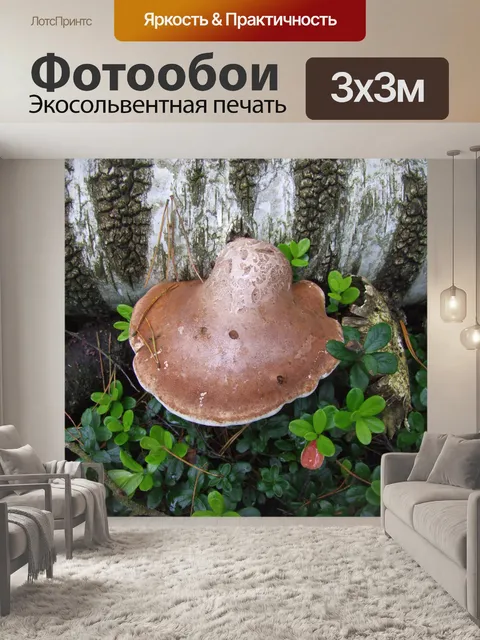 Фотообои Береза трутовик