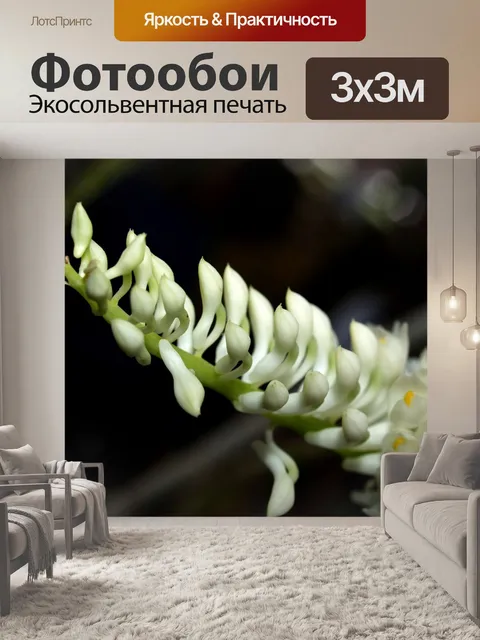 Фотообои Фото цветка орхидеи