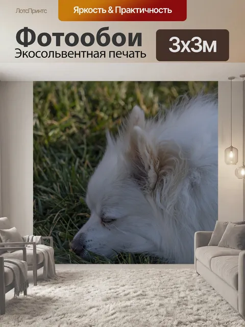 Фотообои Белая Поморская Собака