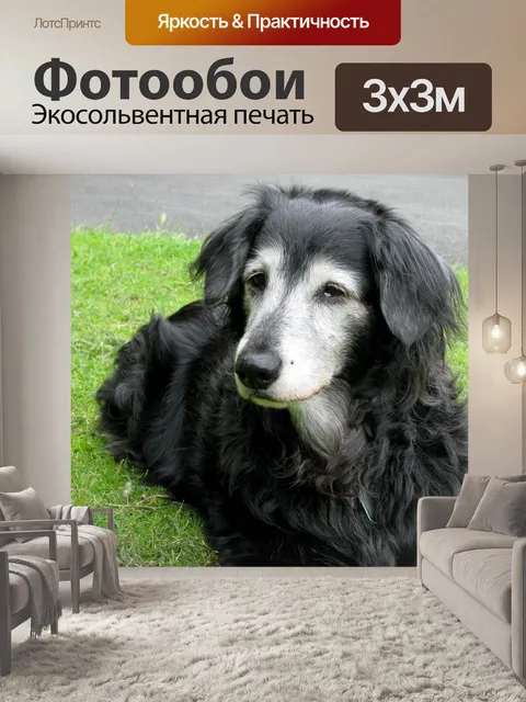 Фотообои Старшая собака
