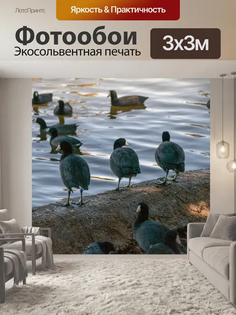Фотообои Coots