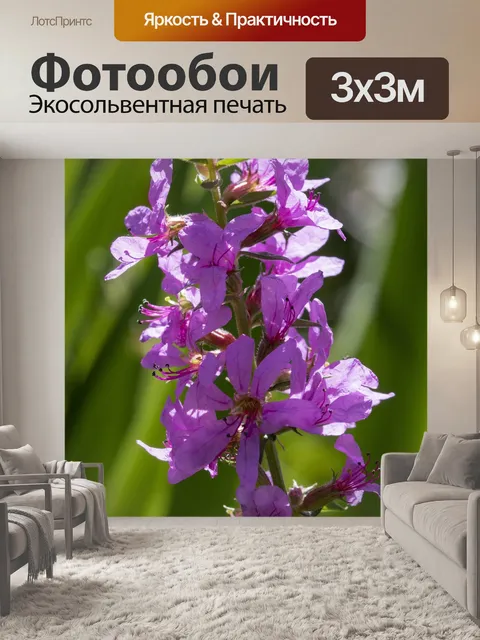 Фотообои Розовый