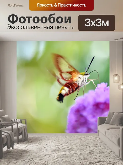 Фотообои Колибри сфинкс