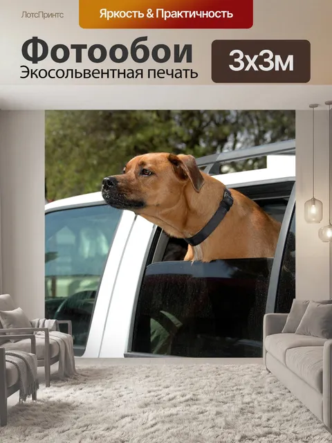 Фотообои Симпатичные собаки с головой из окна авт