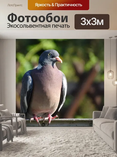 Фотообои Голубь