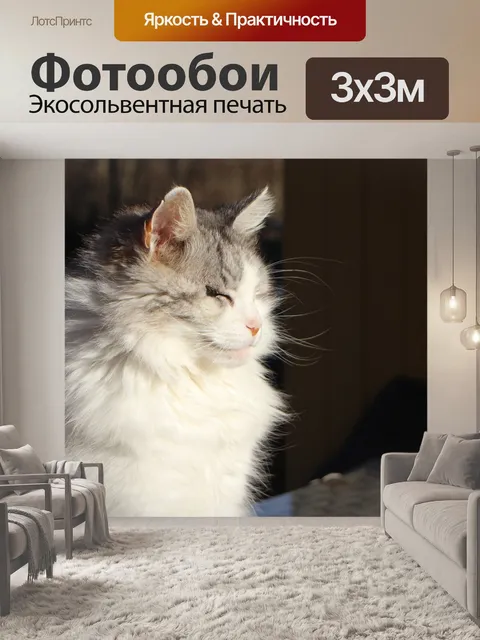 Фотообои Кот