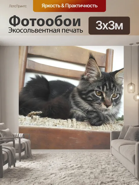 Фотообои Мейн-кун