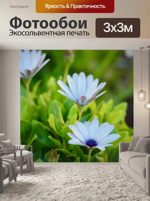 Фотообои Маргаритки