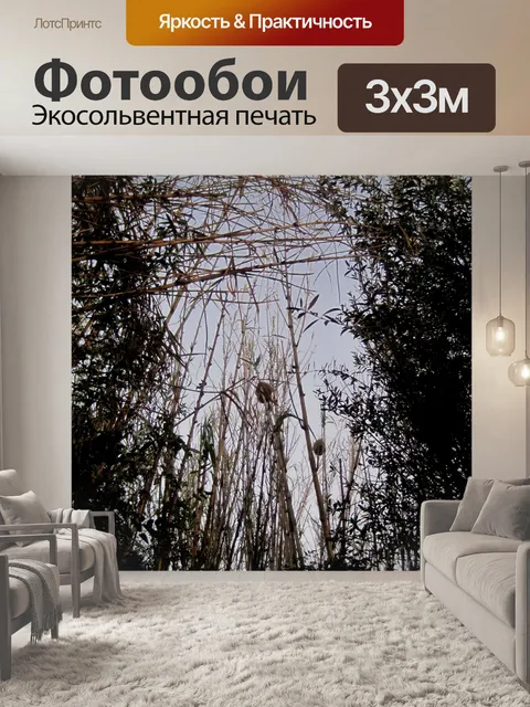 Фотообои камыша тянется к небу