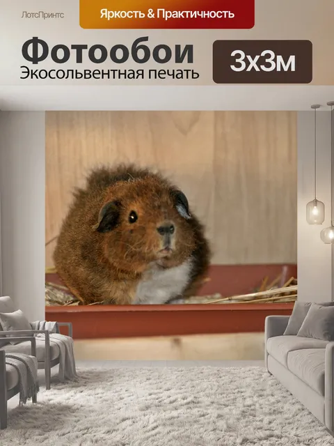 Фотообои Морская свинка