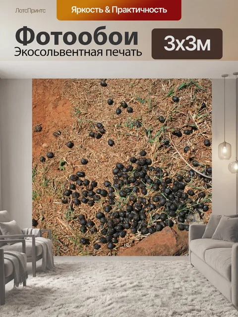 Фотообои помет мелкого животного в африке