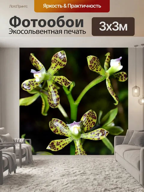Фотообои Орхидеи