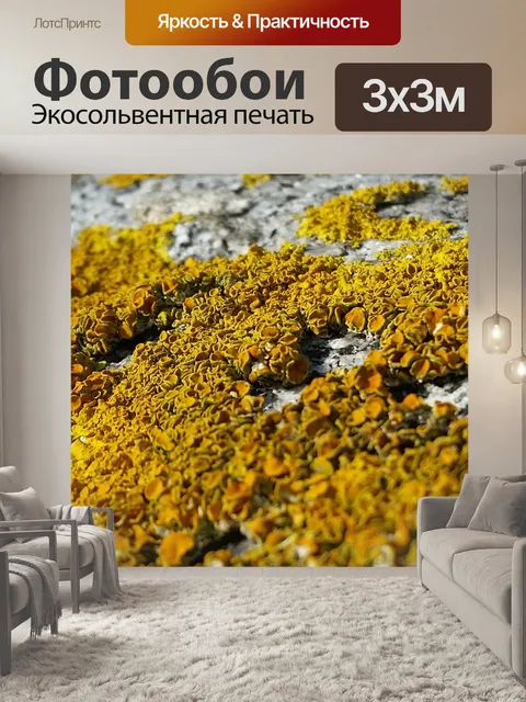 Фотообои Лишайник