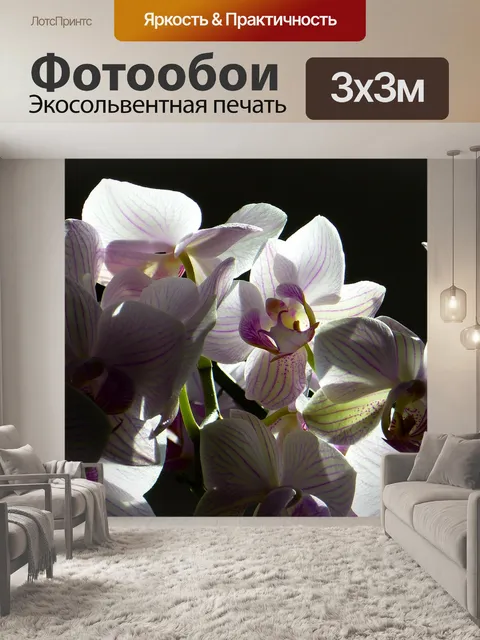 Фотообои Орхидея